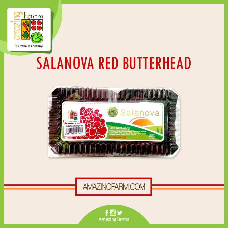 Salanova Red Butterhead